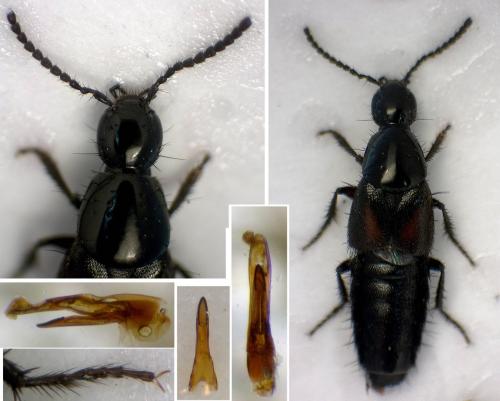 Philonthus confinis